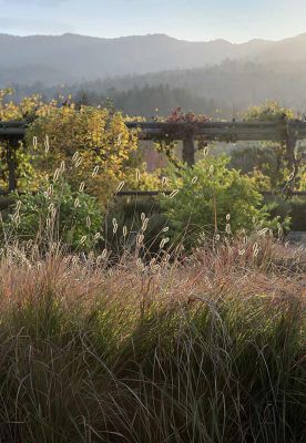 sll 16 mann zinfandel